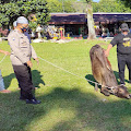 Saling Berbagi Polres Simalungun Sembelih Qurban 7 Ekor Sapi dan 3 Ekor Kambing Peringati Hari Raya Idul Adha 1442 H