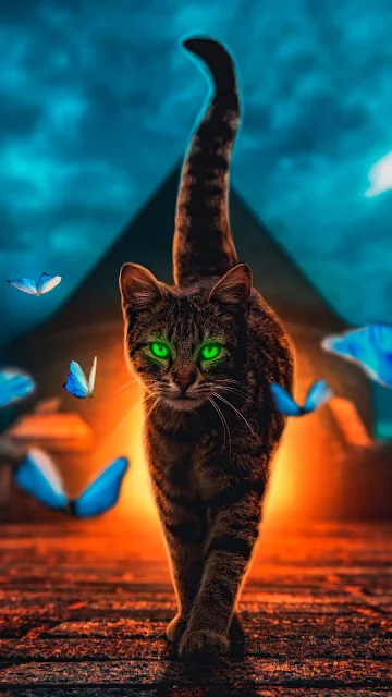 Cat Magical Wallpaper