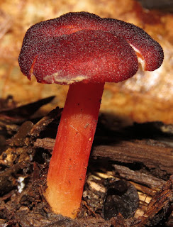 Hygrocybe neofirma