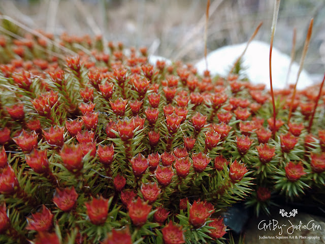 Haircap Moss In Bloom Polytrichum Macro