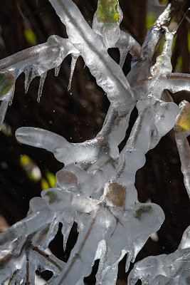 Melting Ice, Bob Jones Nature Center