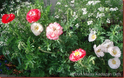 shirley double mixed poppy (29) shirley double mixed poppy (29)