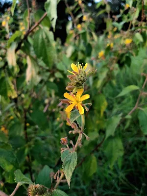 Familia Malvaceae - Triumfetta rhomboidea