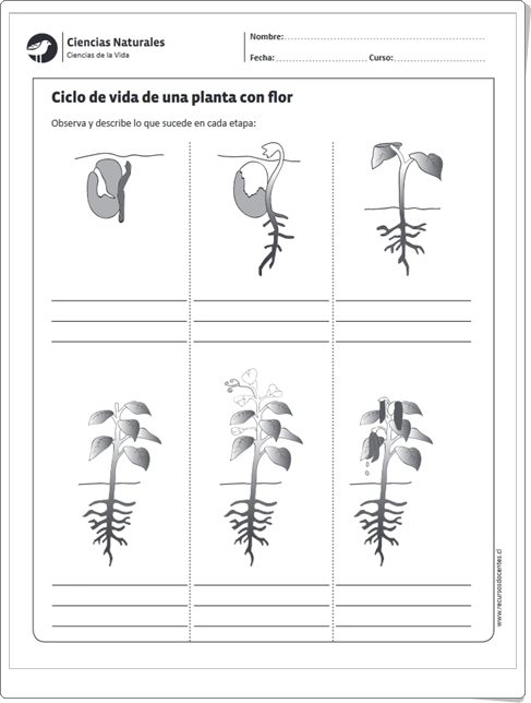 "Ciclo de vida de una planta con flor" (Ficha de Ciencias Naturales de Primaria)