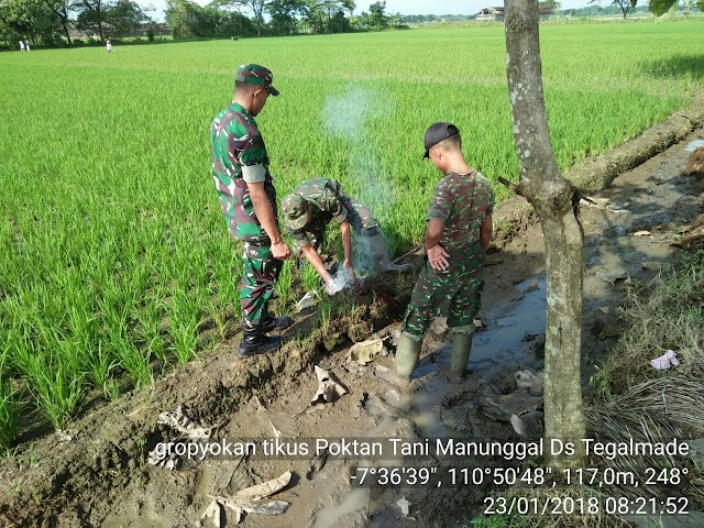 KORAMIL 10 MOJOLABAN BANTU PETANI LAKSANAKAN GROPYOKAN TIKUS DENGAN PENGASAPAN