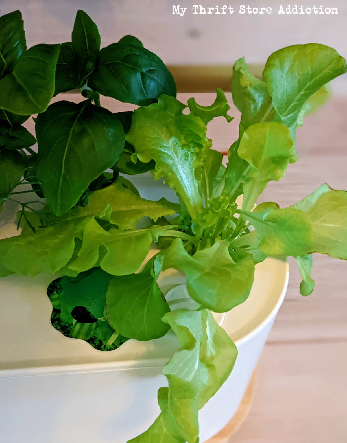 hydroponic gardening for beginners