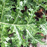 Flora of Algeria