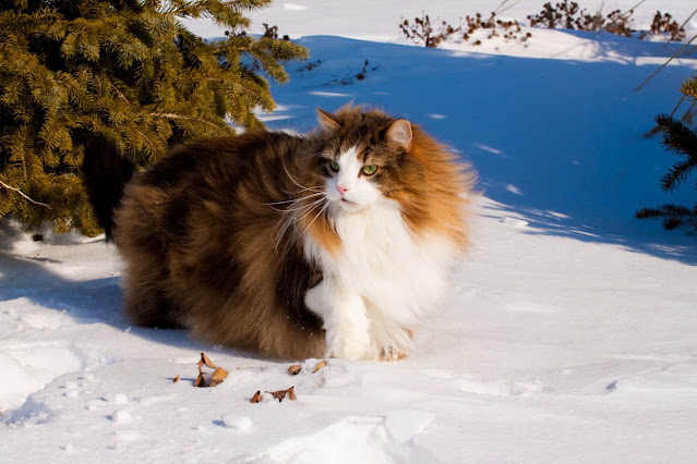 Norwegian Forest Cat