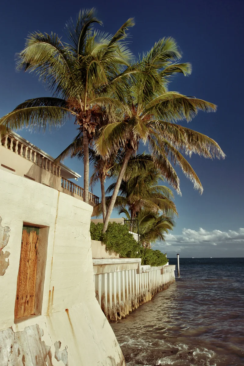 two palms in Key West, Florida