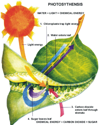 Diagram of light affecting photosynthesis