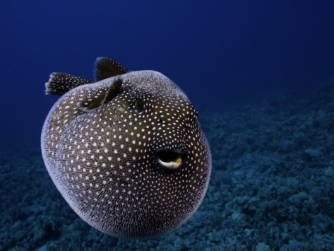 Guineafowl Pufferfish (Arothron meleagris)