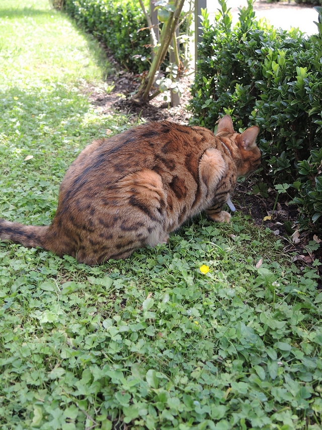 Metz: de botanische tuin - 2: de dieren