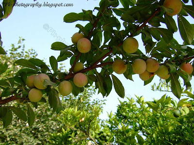 Plum Fruits