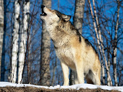 True Wild Life . Wolf . The wolf is thought to be an ice age survivor, . (morning howl howling wolf)