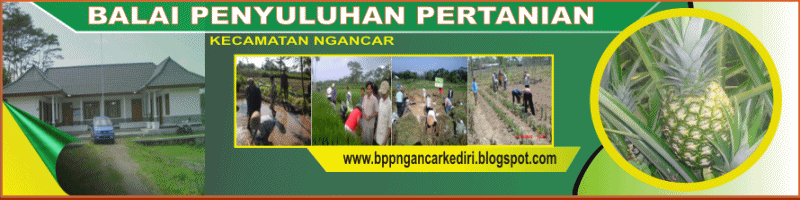 BPP NGANCAR