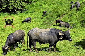 Buffalo from the Bufalera Gibraltar farm, located between the towns of Marsella & Chinchiná on Colombia's Caldas-Risaralda border.
