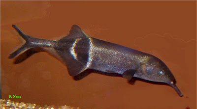 Gnathonemus petersii Ikan ikan Pemegang Rekor Dunia