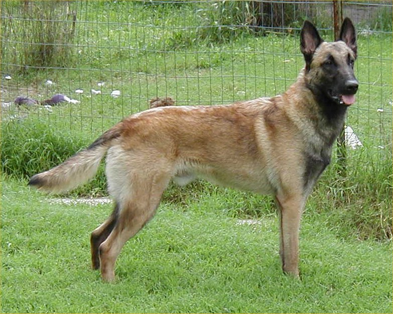 Dog Breed Directory: Belgian Malinois Dog Breed