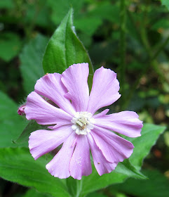 Flower of the red campion,Silene dioica, in a hedgerow at High Elms Country Park on Easter Monday, 25th April 2011.  The red campion has a pink flower.