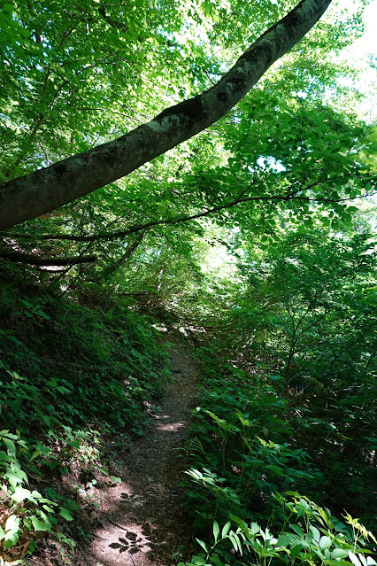 鳥取県西伯郡大山町大山　中国自然歩道