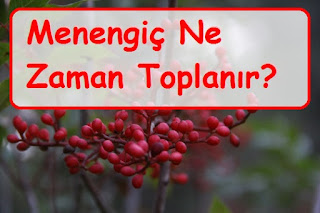 Menengiç Ne Zaman Toplanır