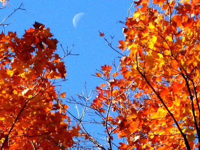 Fall Colors Moon Rise Central Park