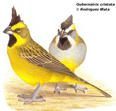 Yellow Cardenal