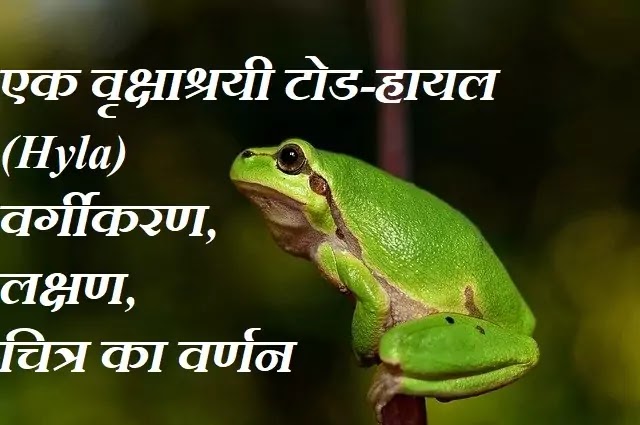 एक वृक्षाश्रयी टोड - हायला (Hyla) : वर्गीकरण, लक्षण, चित्र का वर्णन|hindi