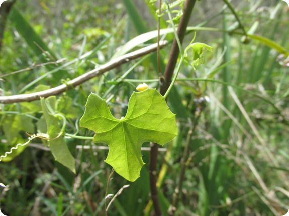 Creeping Cucumber Melothria Pendula (1)