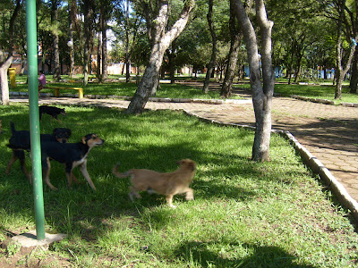 Três cães andando no gramado. Ao fundo algumas árvores.