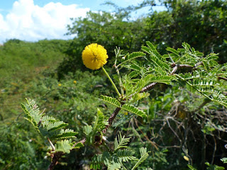 Acacia farnesiana - Mimosa de Farnèse - Vachellia farnesiana