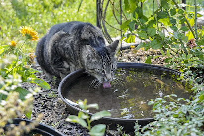 ¿Cómo elegir el bebedor de agua para gatos?