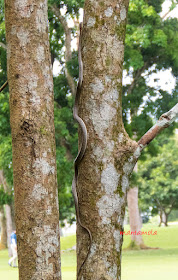 Twin-barred tree snake (Chrysopelea pelias)
