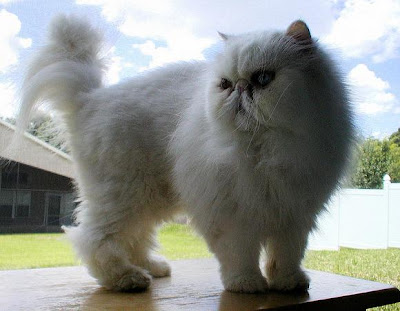  Foto  foto  kucing  Persia  lucu Kucing  gue