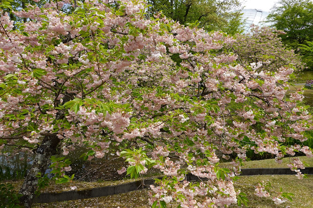 鳥取県西伯郡南部町鶴田 とっとり花回廊 花の谷 八重桜