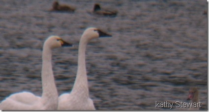 Tundra Swan