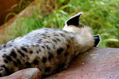 Sleeping animals photo