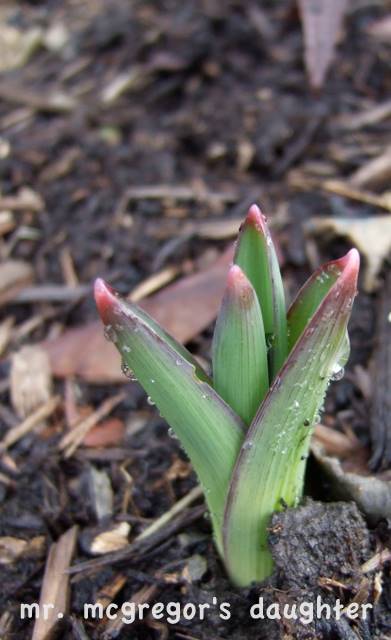 Garden Mysteries