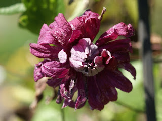 Clematis viticella 'Purpurea Plena Elegans'