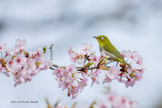 今日も公園の河津桜にメジロがやってきました