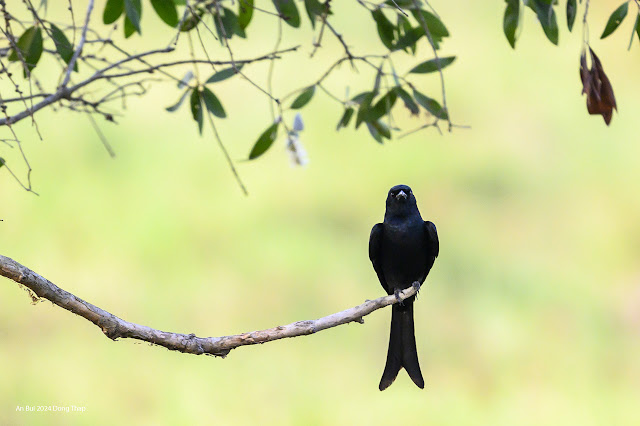 An Bui 2024 Dong Thap - Black Drongo (Chèo Bẻo Đen)