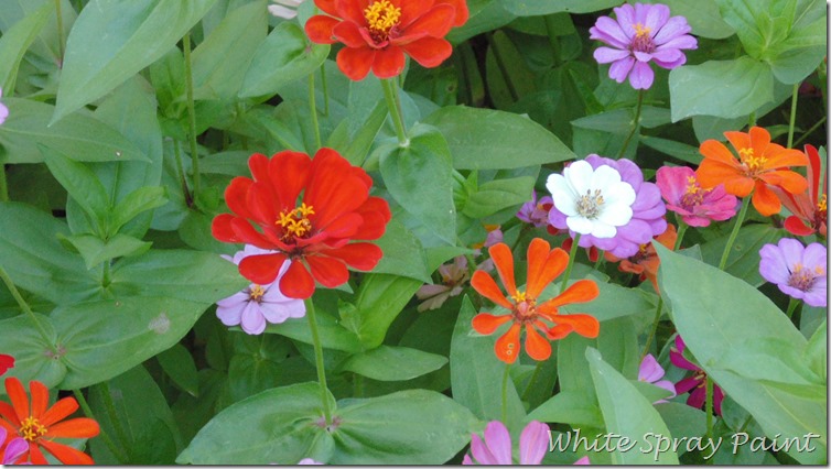 Zinnias 2015