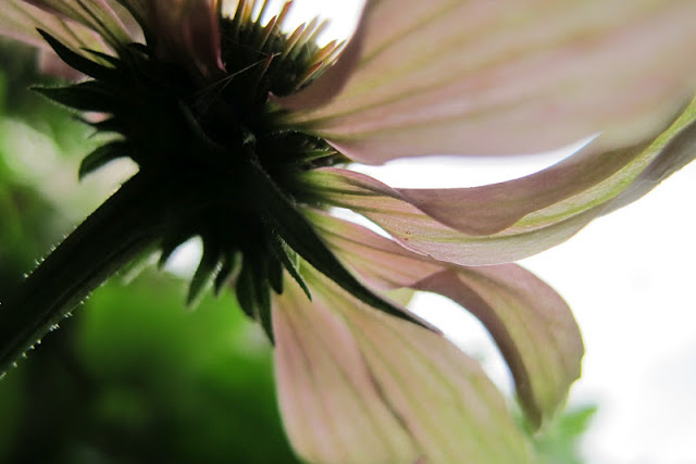 de mooiste foto's uit mijn tuin van augustus 2012