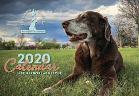 Safe Harbor Lab Rescue calendar, with a photo of a lab on a big expanse of grass