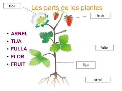 Resultat d'imatges de parts de les plantes