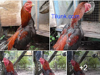 Kandang Umbaran Ayam Bangkok Terbaik/Tilunk.Com