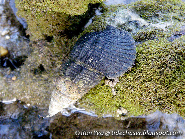 Siput Belitung