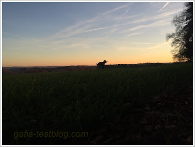 Boxer Amy im Abendrot