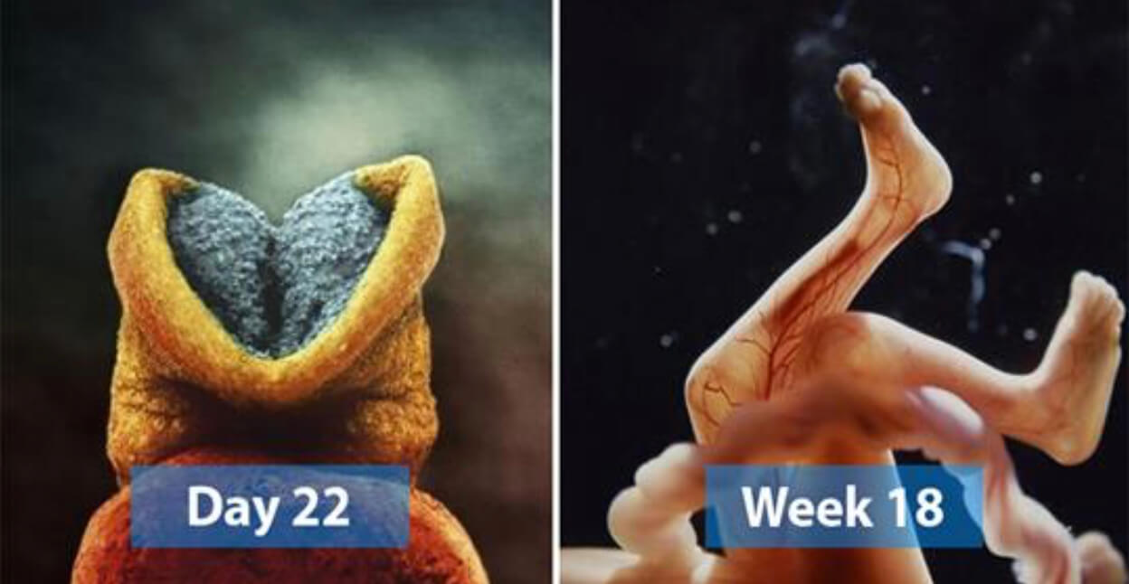 22 Stunning Pictures Depict The Stages Of A Baby Developing Before It Is Born