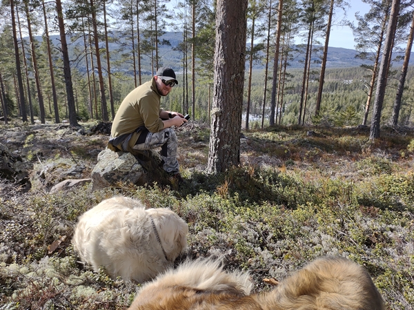 golden retriever leonberger stalla